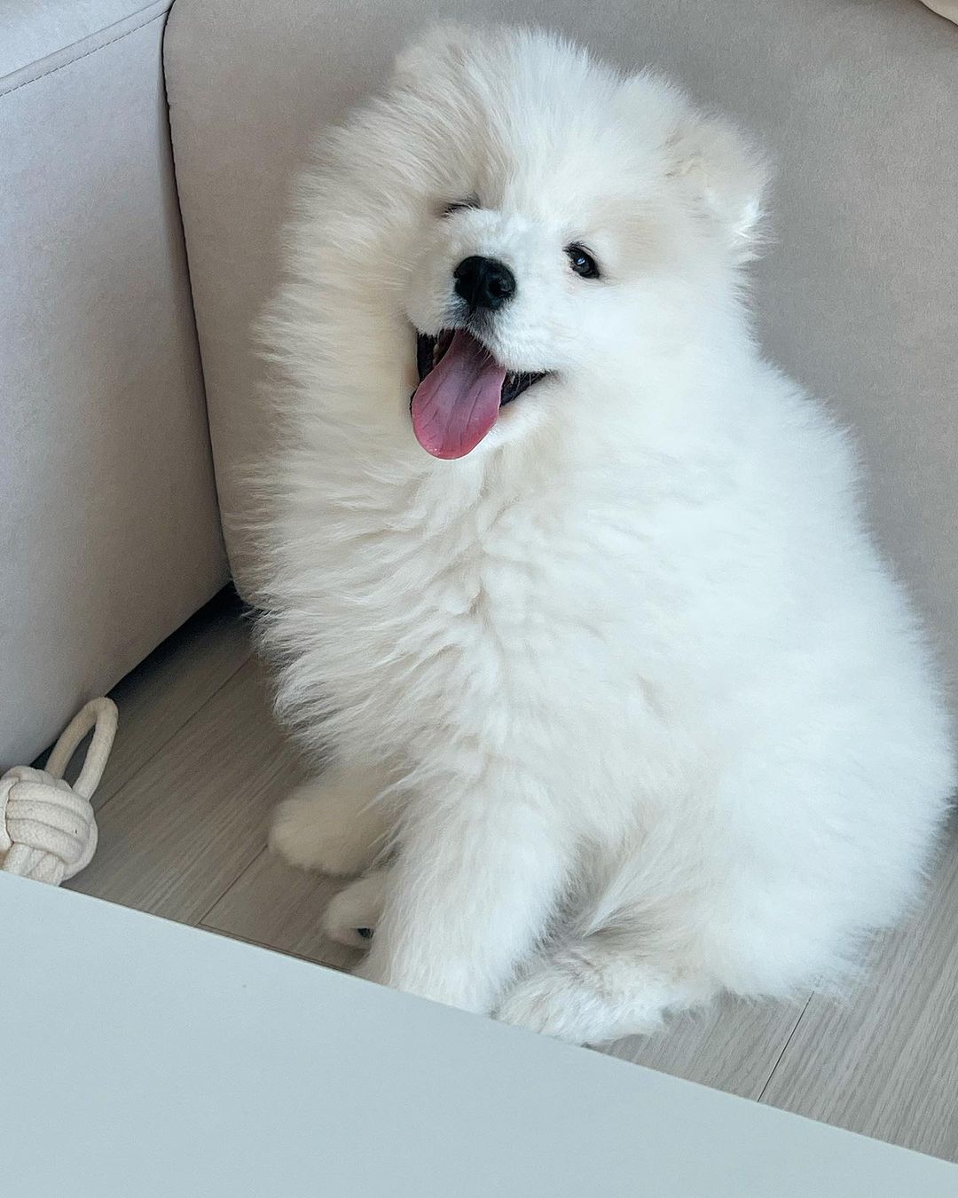 Samoyed Puppy