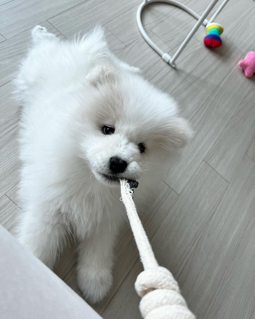 Samoyed Puppy