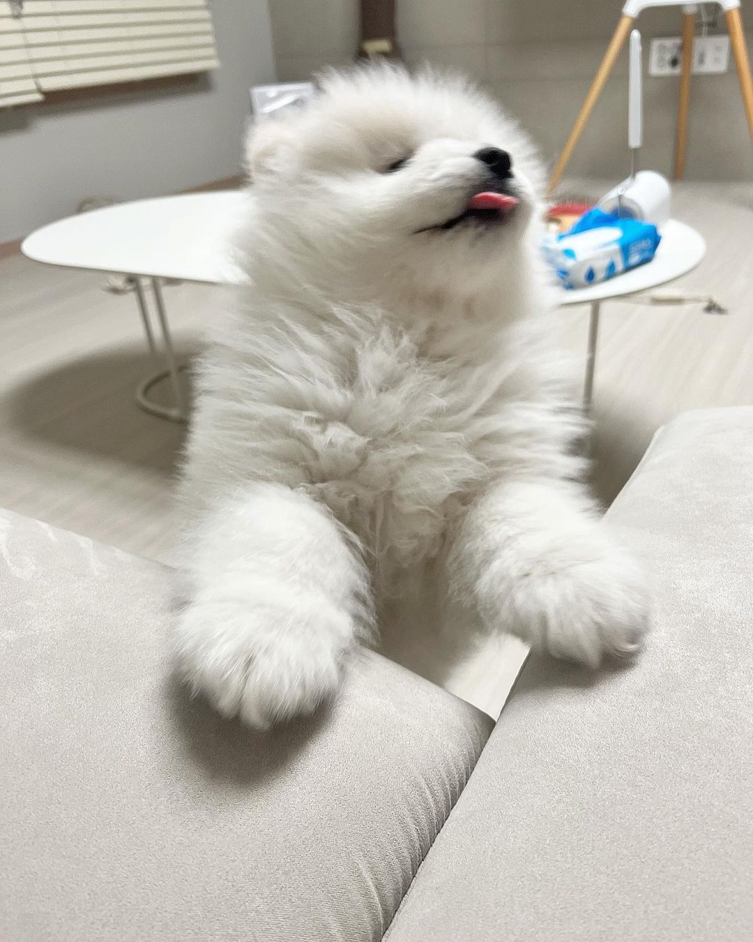 Samoyed Puppy