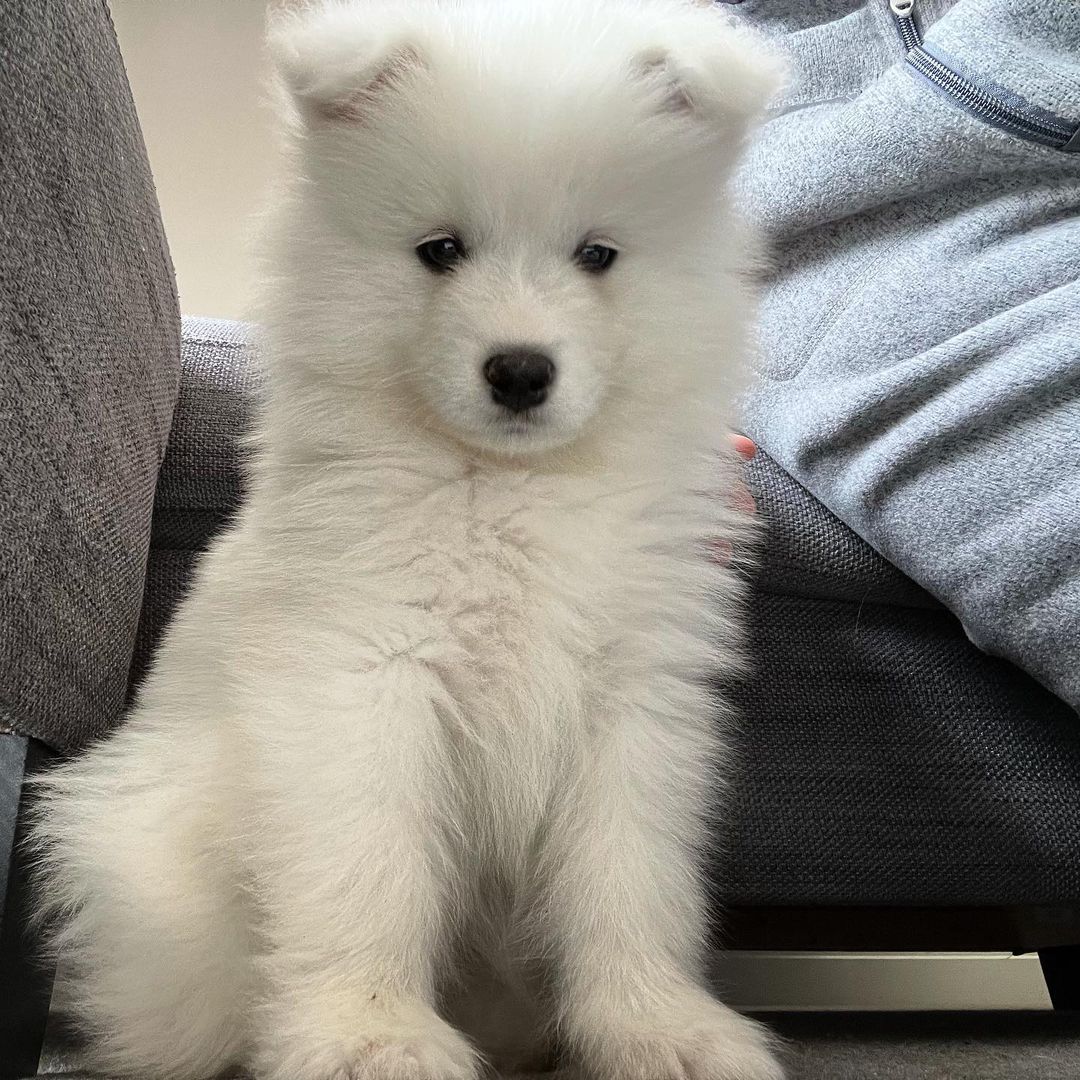 Samoyed Puppies