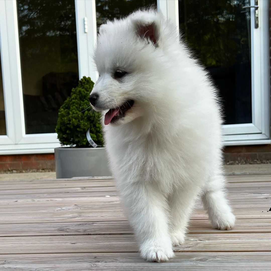 Samoyed Puppies