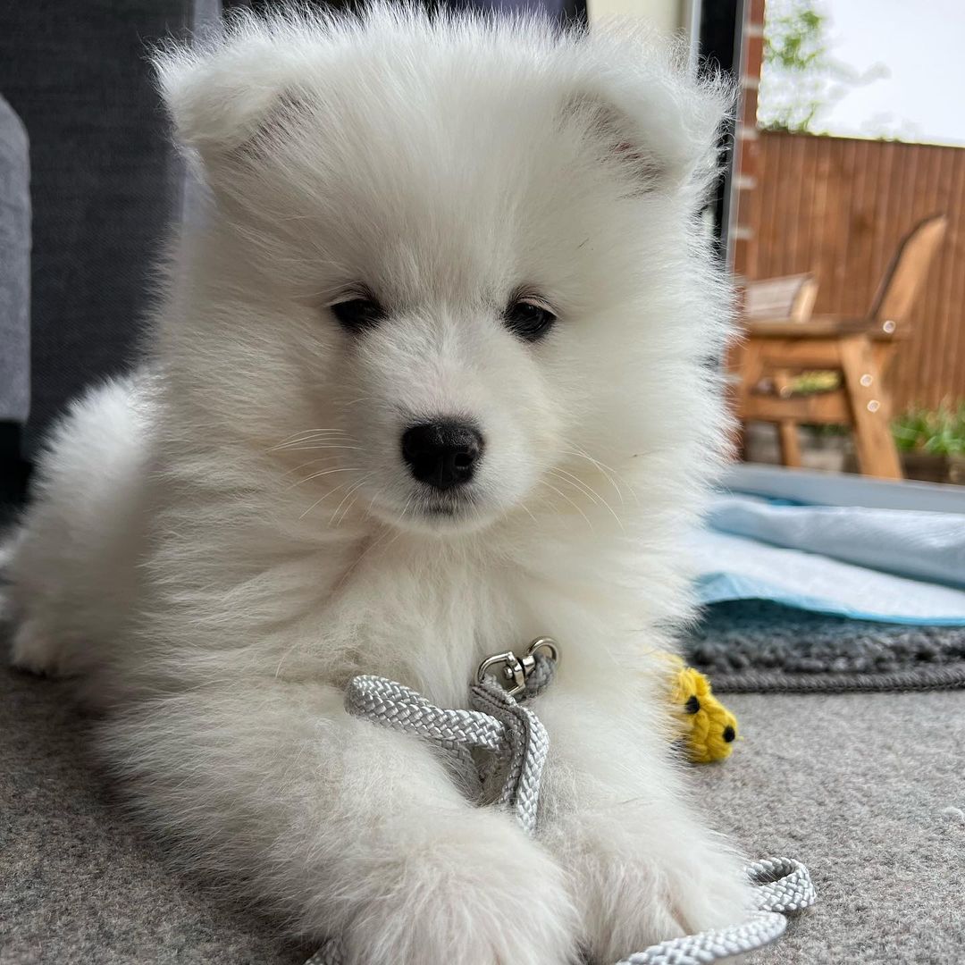 Samoyed Puppies