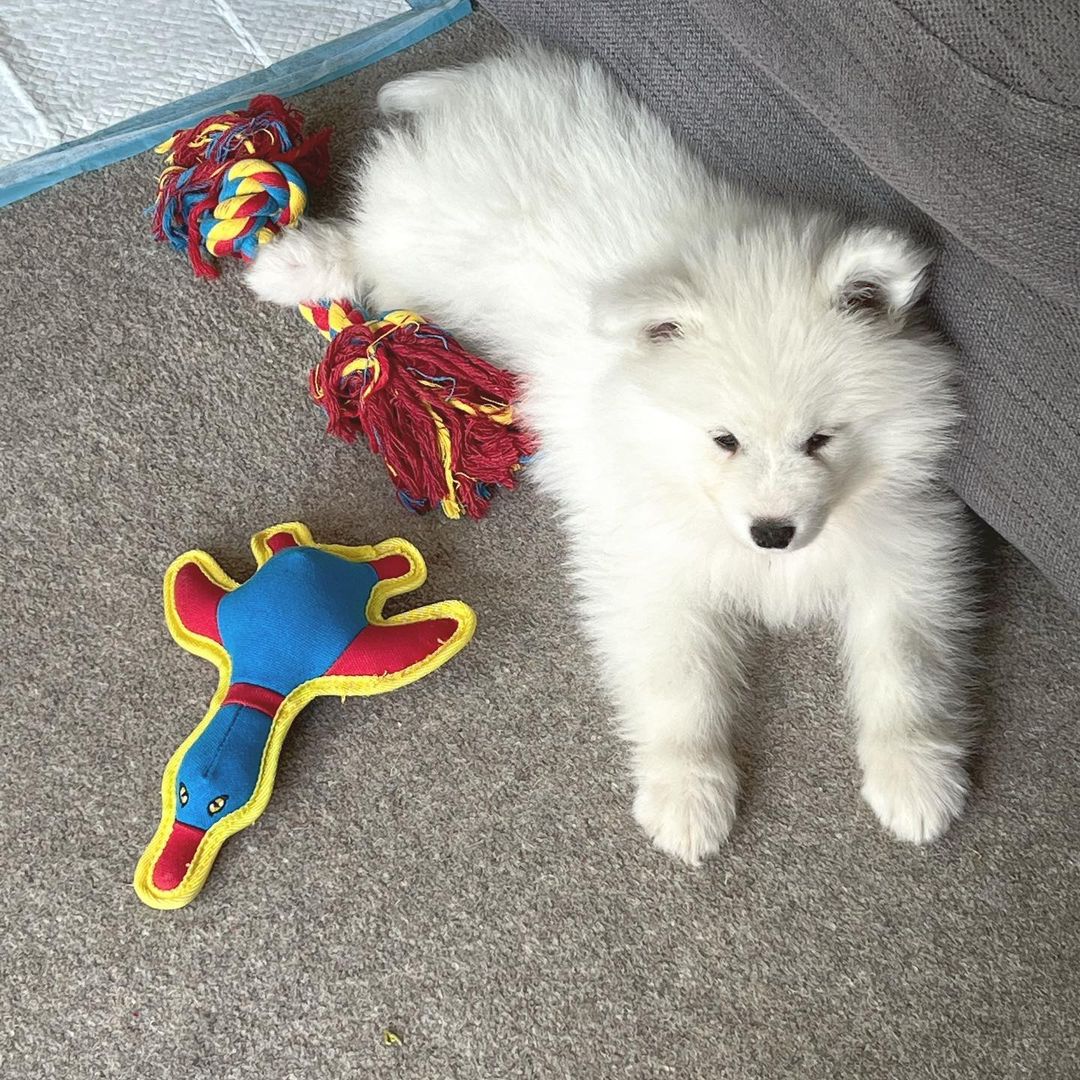 Samoyed Puppies