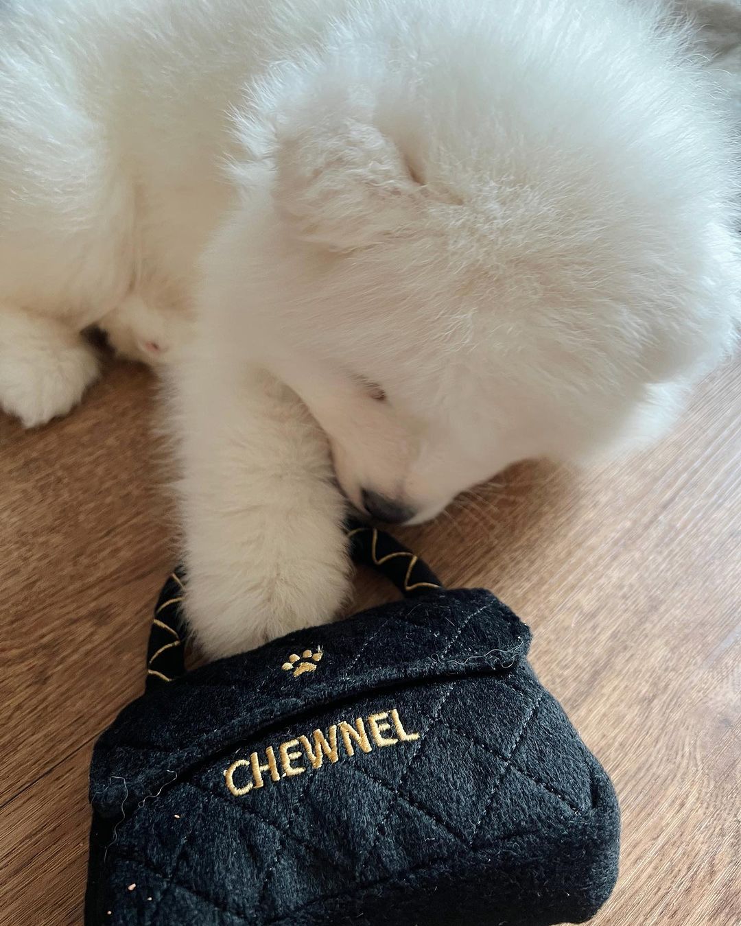 Samoyed Puppies For Sale