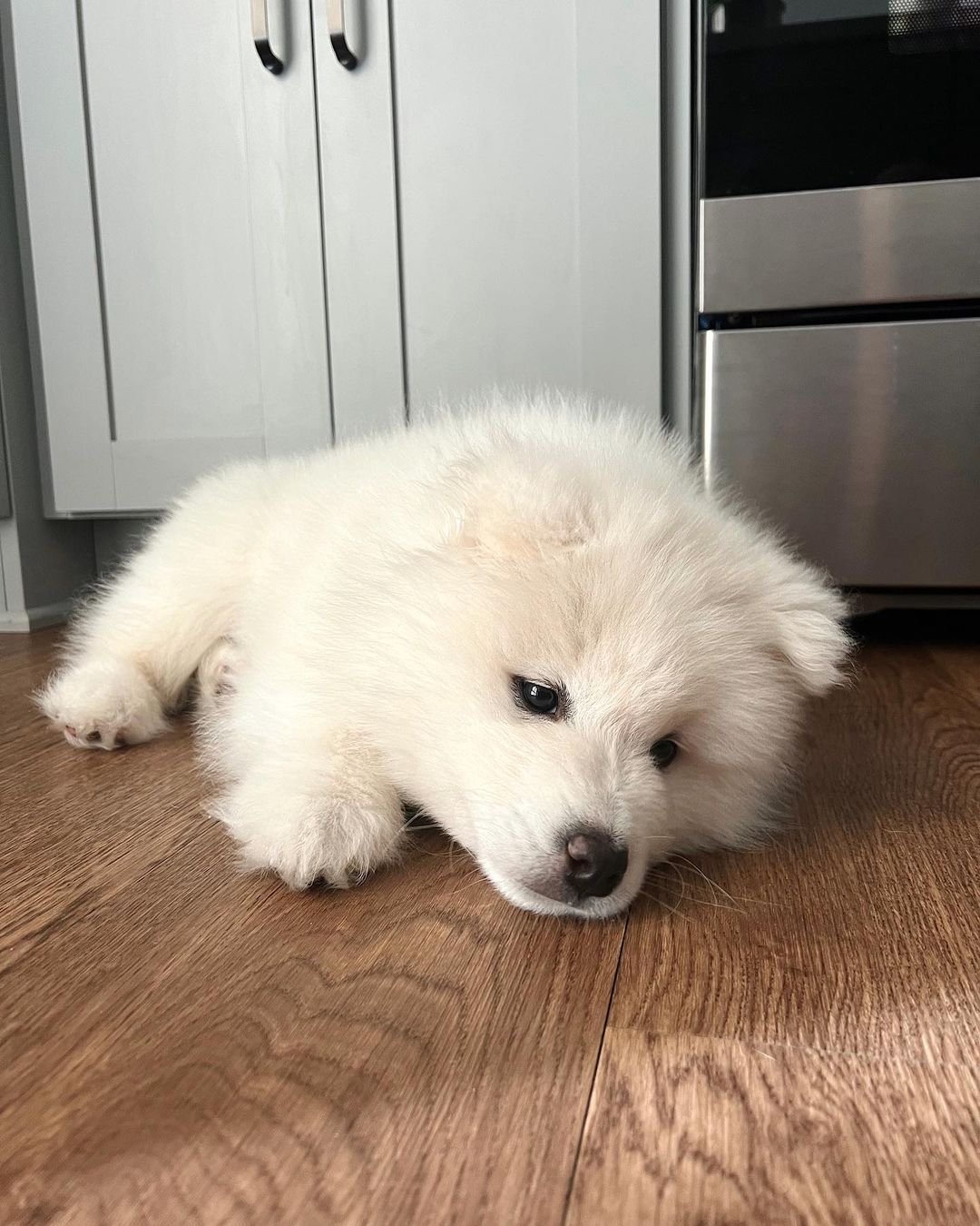 Samoyed Puppies For Sale