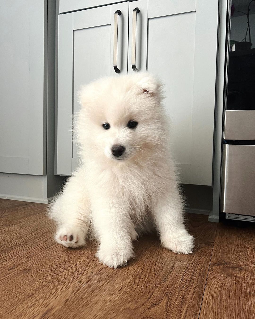 Samoyed Puppies For Sale