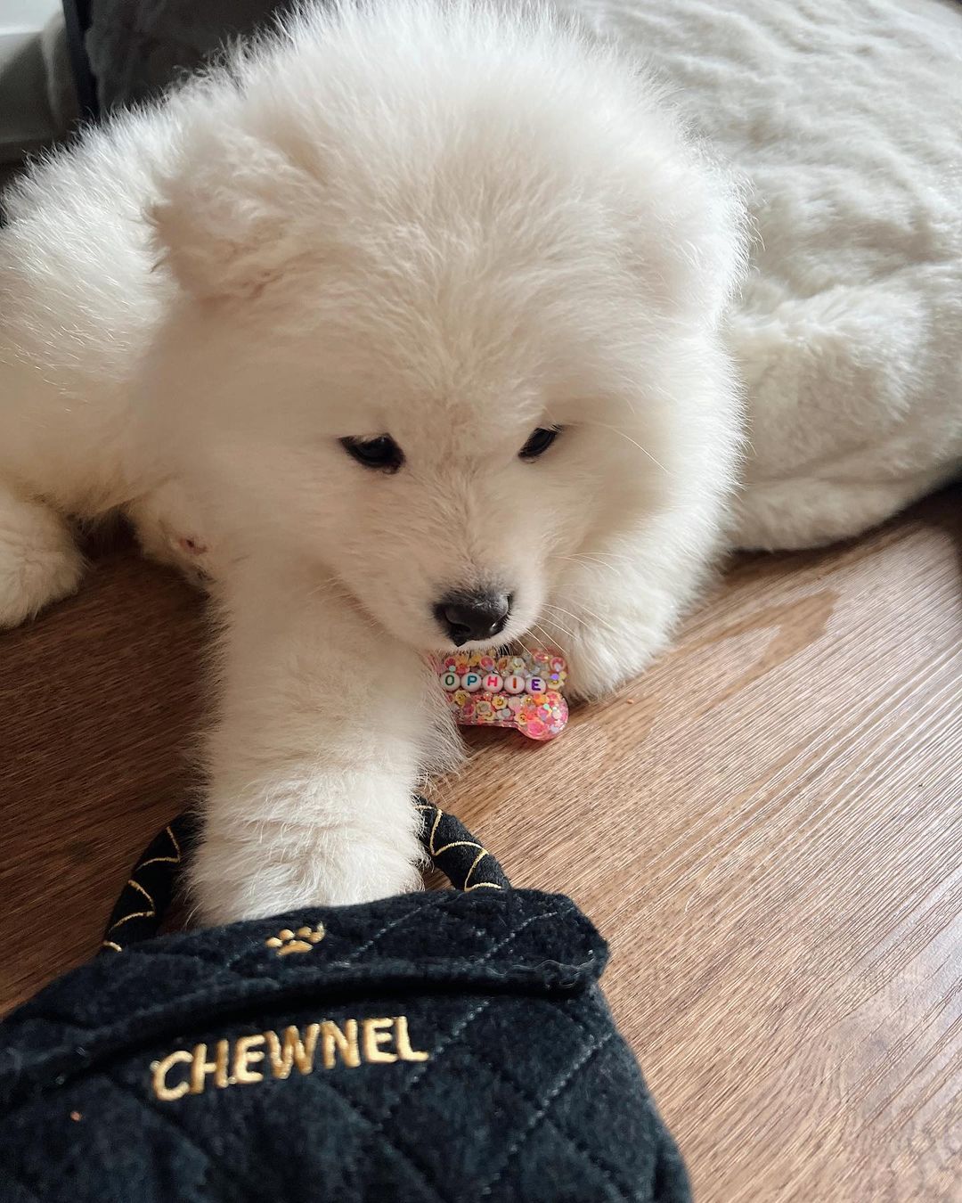 Samoyed Puppies For Sale