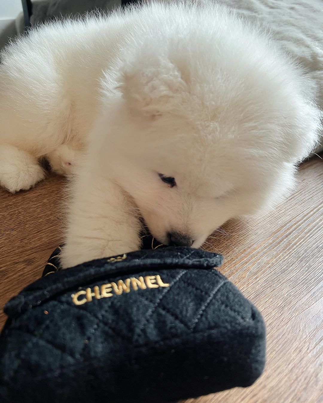 Samoyed Puppies For Sale