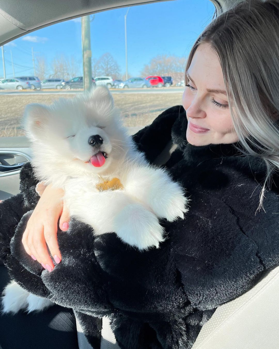 Samoyed Puppy For Sale