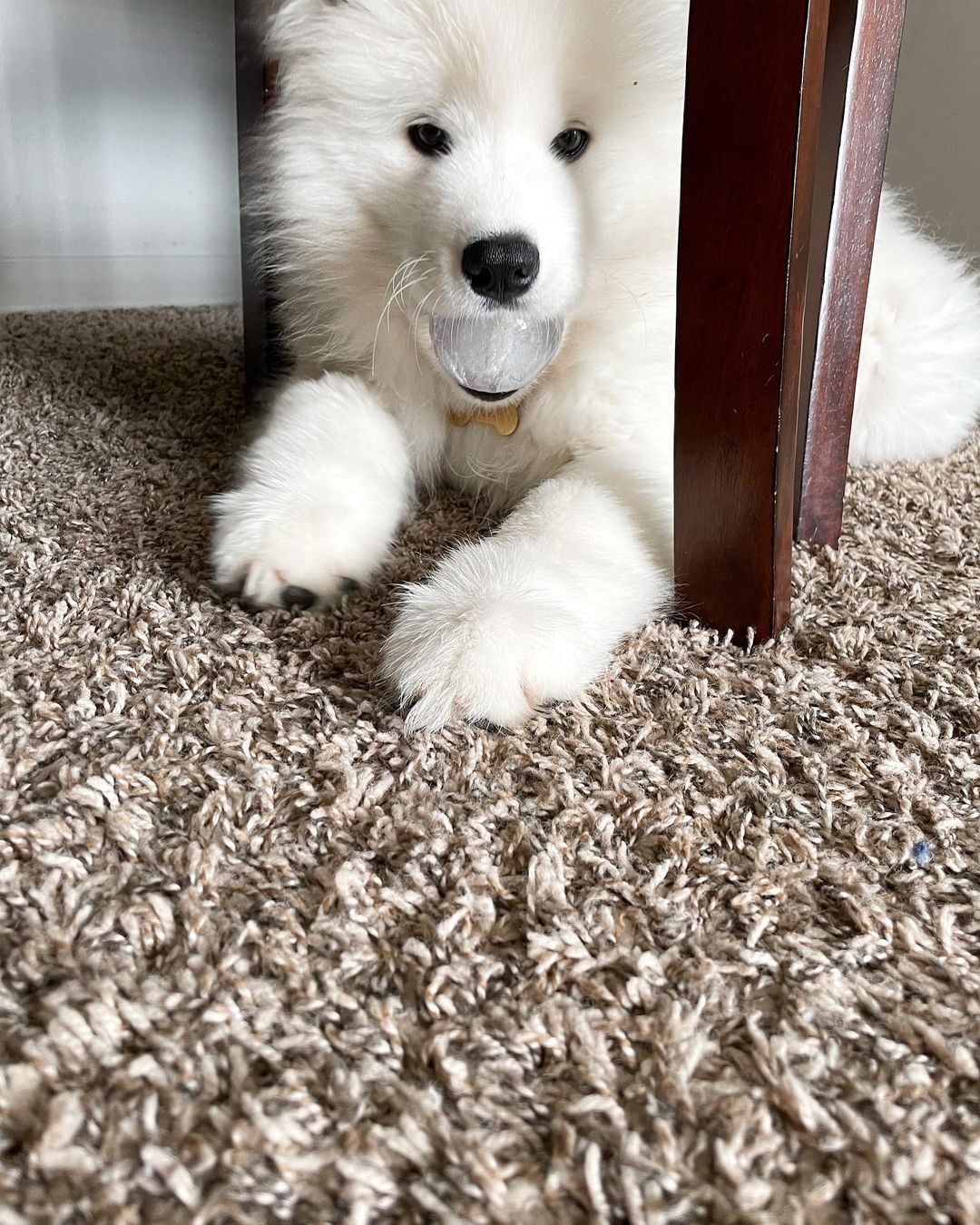Samoyed Dog For Sale