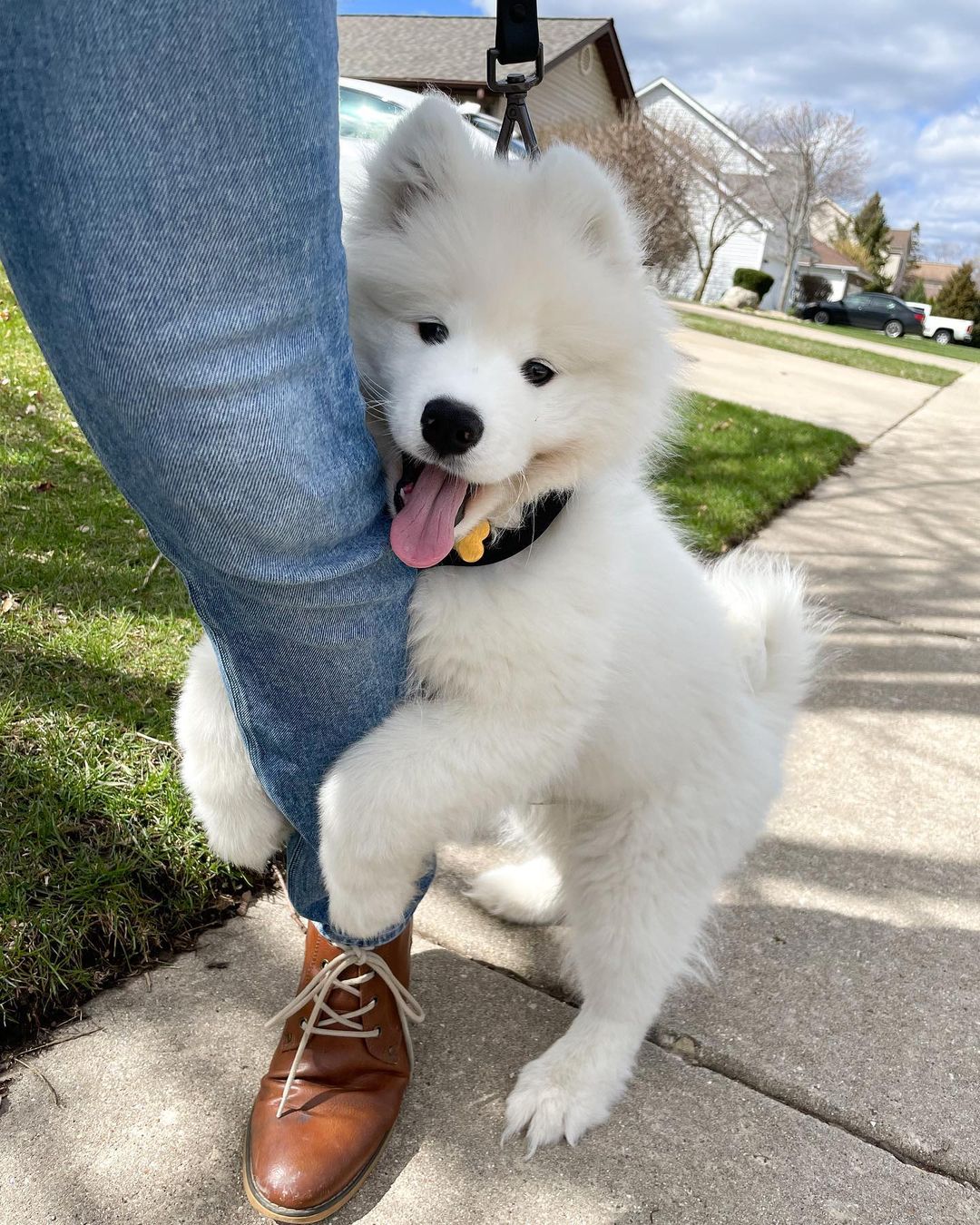 Samoyed Dog For Sale