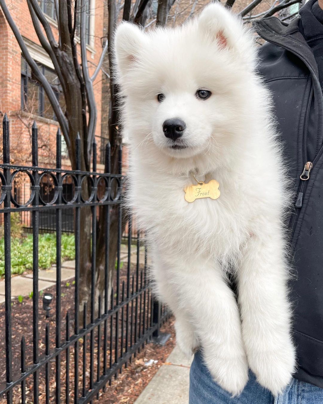 Samoyed Dog For Sale