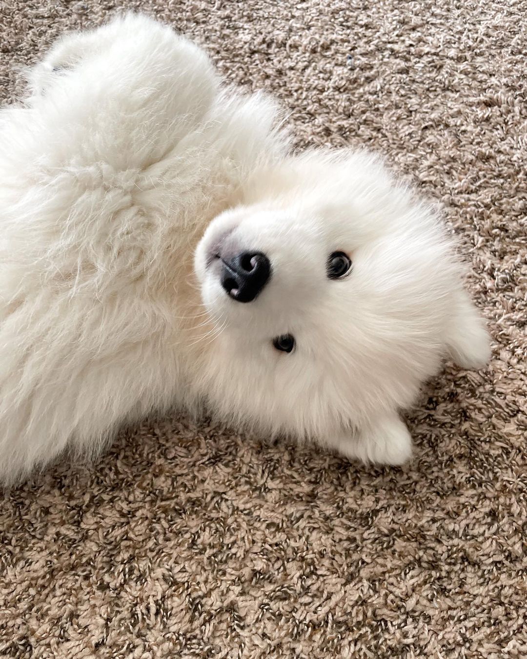 Samoyed Dog For Sale