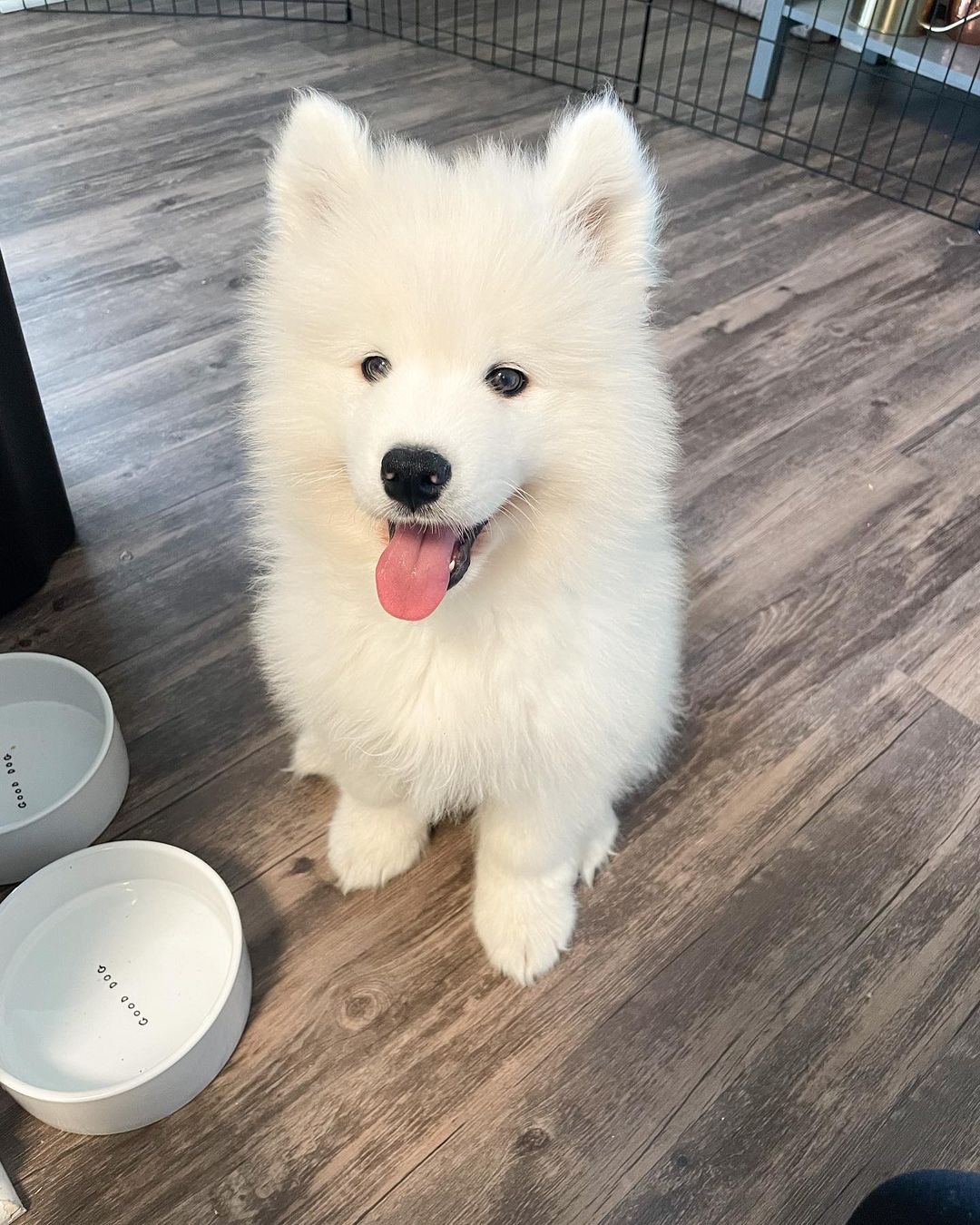 Samoyed Dog For Sale