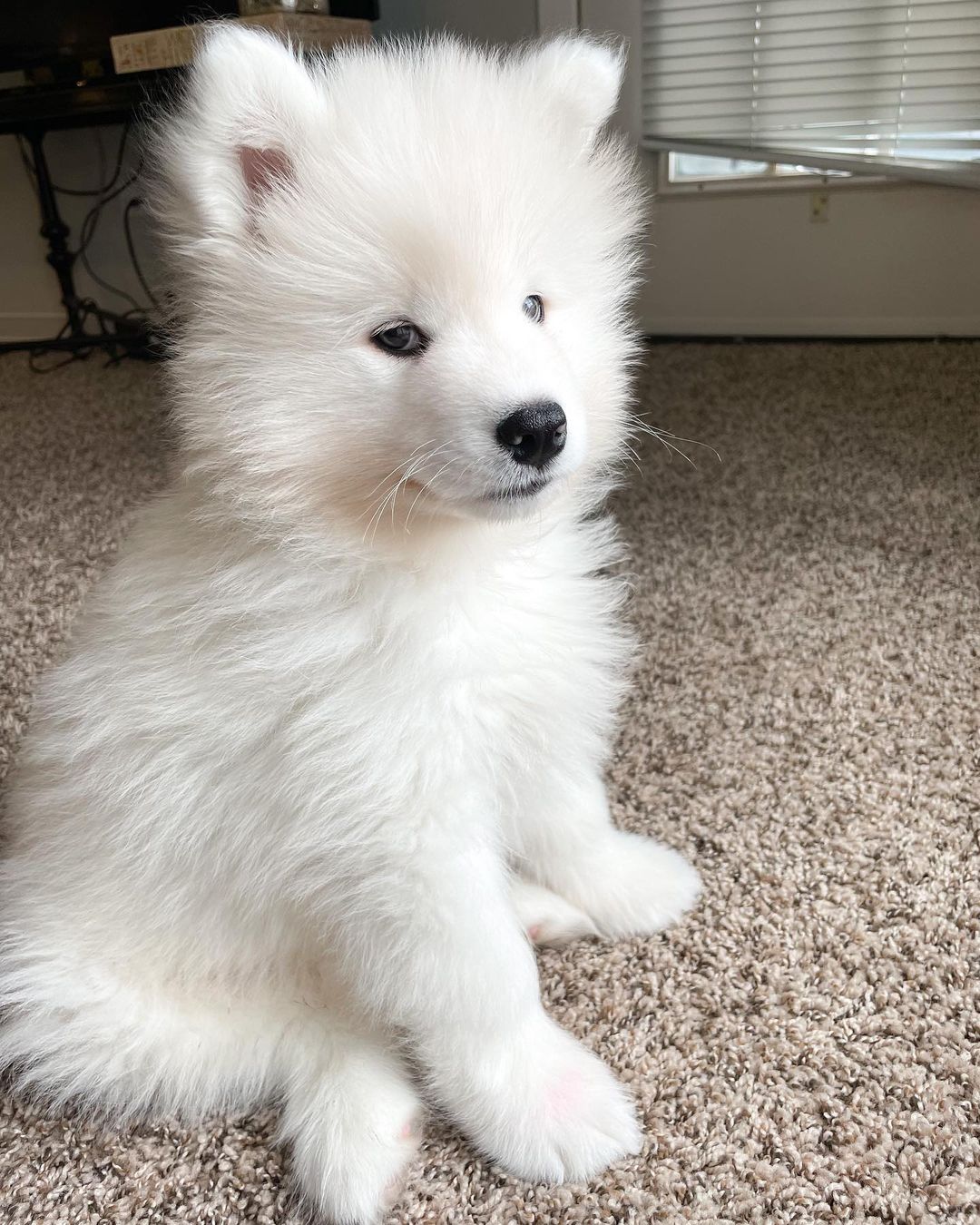 Samoyed Dog For Sale